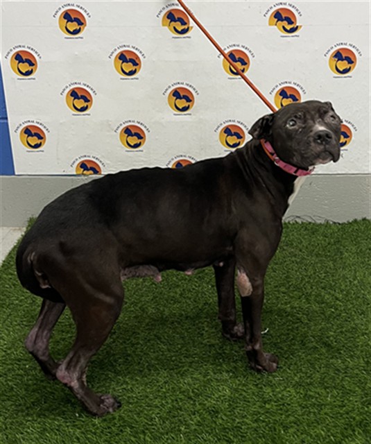 Shelter Stray Female Dog last seen CECILIA DR AND GRAND BLVD, 19640 Dogpatch Ln, Land O' Lakes, FL 34638, USA