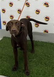 Shelter Stray Male Dog last seen US 41, 19640 Dogpatch Ln, Land O' Lakes, FL 34638, USA