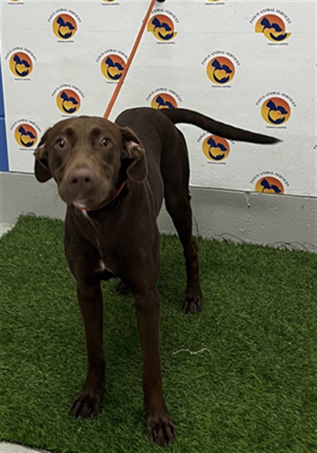 Shelter Stray Male Dog last seen US 41, 19640 Dogpatch Ln, Land O' Lakes, FL 34638, USA