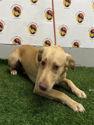 Shelter Stray Male Dog last seen US 41, 19640 Dogpatch Ln, Land O' Lakes, FL 34638, USA