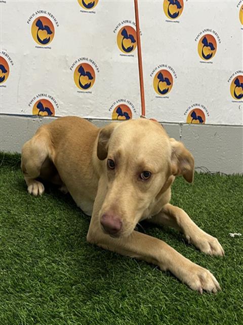 Shelter Stray Male Dog last seen US 41, 19640 Dogpatch Ln, Land O' Lakes, FL 34638, USA