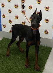 Shelter Stray Male Dog last seen AUTON RD, 19640 Dogpatch Ln, Land O' Lakes, FL 34638, USA