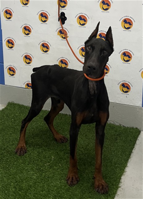 Shelter Stray Male Dog last seen AUTON RD, 19640 Dogpatch Ln, Land O' Lakes, FL 34638, USA