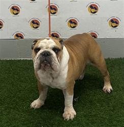 Shelter Stray Male Dog last seen LITTLE RD, 19640 Dogpatch Ln, Land O' Lakes, FL 34638, USA