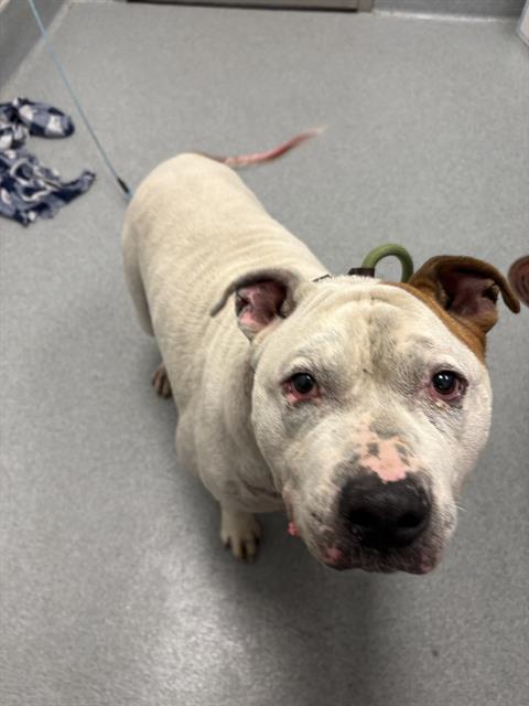 Shelter Stray Male Dog last seen Near, 5001 E Raymond St, Indianapolis, IN 46203, USA