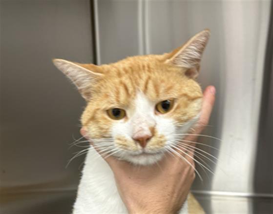 Shelter Stray Male Cat last seen Near, 5001 E Raymond St, Indianapolis, IN 46203, USA