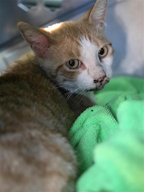 Shelter Stray Male Cat last seen , 4710 TX-151, San Antonio, TX 78227, USA