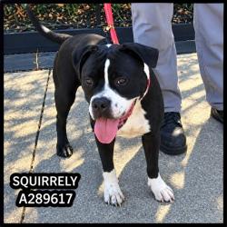 Shelter Stray Female Dog last seen WALNUT/BROADWAY, 4214 Fulton Mill Rd, Macon, GA 31216, USA