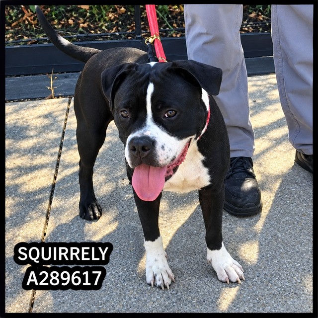 Shelter Stray Female Dog last seen WALNUT/BROADWAY, 4214 Fulton Mill Rd, Macon, GA 31216, USA