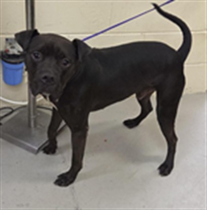 Shelter Stray Male Dog last seen Near BLOCK W SR 46, SANFORD FL 32771 (CIRCLE K), 232 Eslinger Way, Sanford, FL 32773, USA