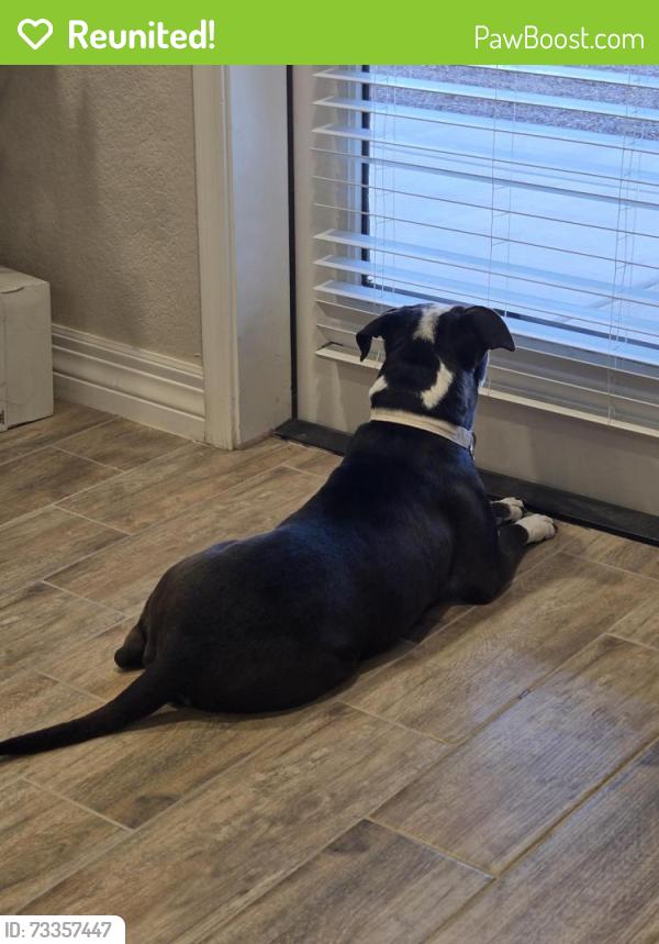 Reunited Female Dog last seen Desert view villas apmts, Yuma, AZ 85365