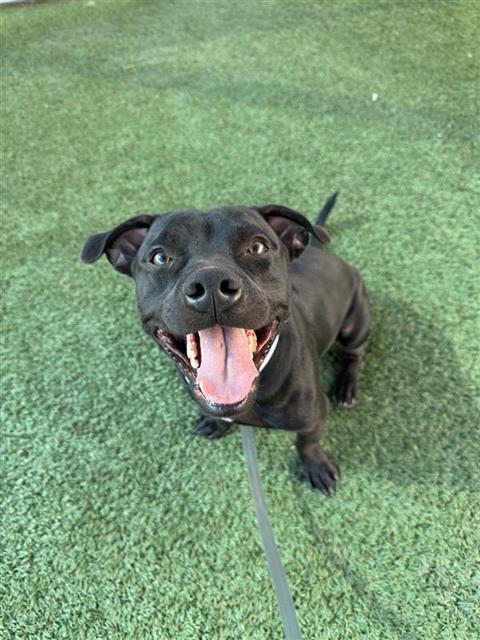 Shelter Stray Male Dog last seen Near BLOCK W SUSSEX WAY FRESNO CA 93705, 5277 E Airways Blvd, Fresno, CA 93727, USA