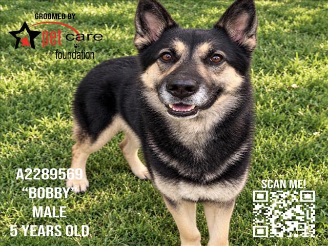 Shelter Stray Male Dog last seen , 1850 W 60th St, Los Angeles, CA 90047, USA