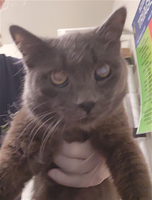 Shelter Stray Male Cat last seen Near BLOCK ROYAL SCOTS WAY, BAKERSFIELD CA 93306, 3951 Fruitvale Ave, Bakersfield, CA 93308, USA