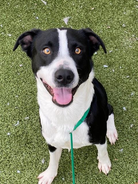 Shelter Stray Male Dog last seen Near BLOCK DEVERS ST, FAYETTEVILLE NC 28303, 4704 Corporation Dr, Fayetteville, NC 28306, USA