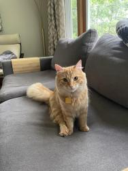 Lost Male Cat last seen Near block st Margaret’s bay rd, Timberlea, NS B3T 1H5