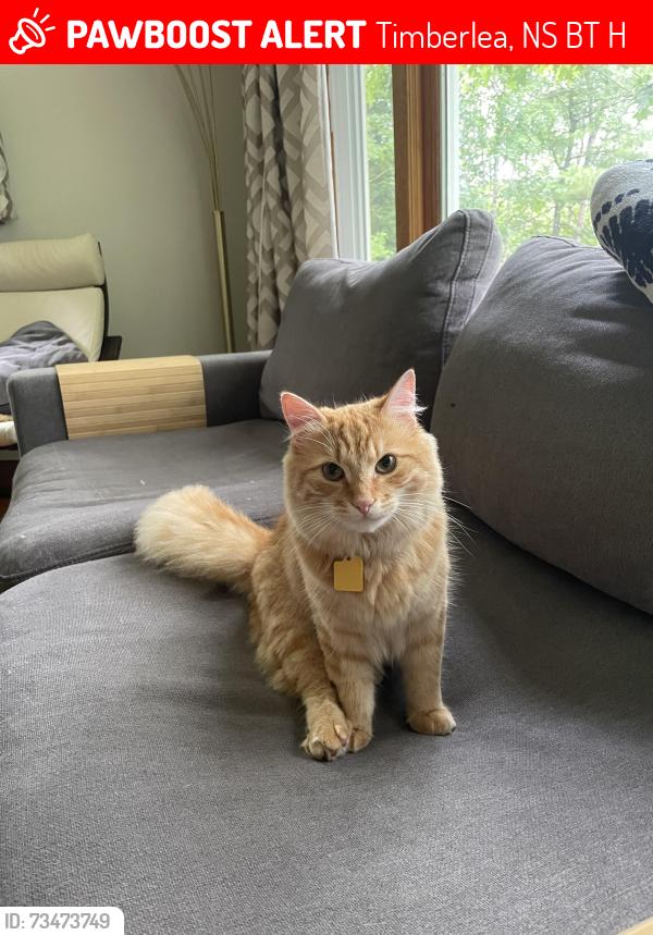 Lost Male Cat last seen Near block st Margaret’s bay rd, Timberlea, NS B3T 1H5