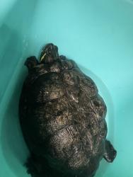 Shelter Stray Female Other last seen , 14409 Vanowen St, Van Nuys, CA 91405, USA