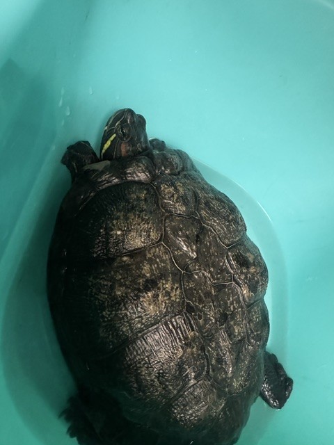Shelter Stray Female Other last seen , 14409 Vanowen St, Van Nuys, CA 91405, USA