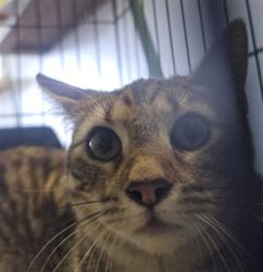Shelter Stray Female Cat last seen , 1850 W 60th St, Los Angeles, CA 90047, USA