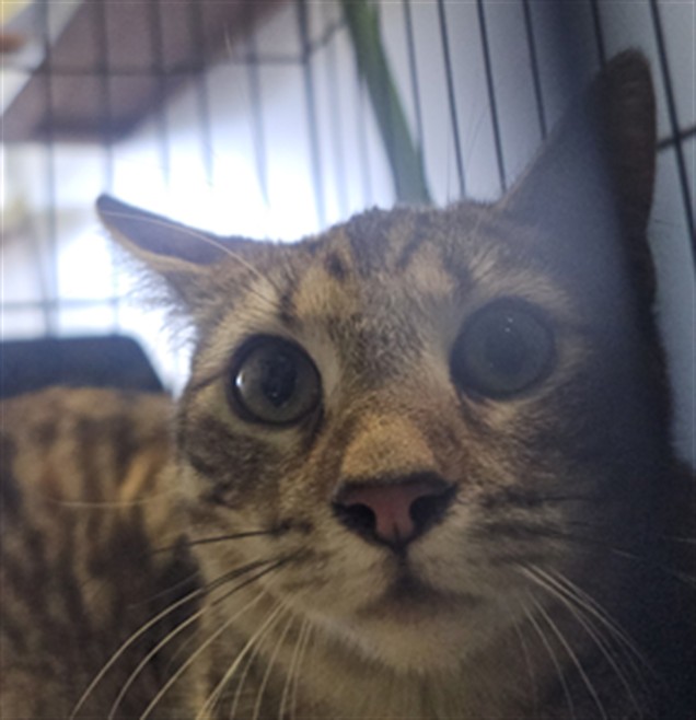 Shelter Stray Female Cat last seen , 1850 W 60th St, Los Angeles, CA 90047, USA