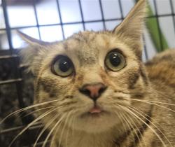 Shelter Stray Female Cat last seen , 1850 W 60th St, Los Angeles, CA 90047, USA