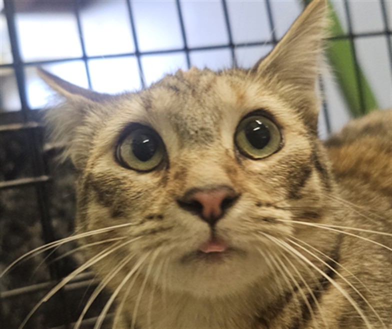 Shelter Stray Female Cat last seen , 1850 W 60th St, Los Angeles, CA 90047, USA