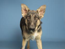 Shelter Stray Male Dog last seen , 5501 E Van Buren St, Phoenix, AZ 85008, USA