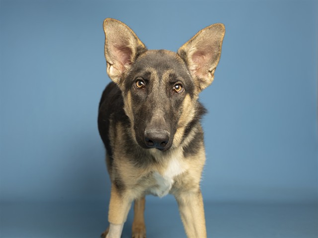Shelter Stray Male Dog last seen , 5501 E Van Buren St, Phoenix, AZ 85008, USA