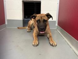 Shelter Stray Male Dog last seen Near BLOCK AVE 432, OROSI, CA, Visalia, CA 93292, USA