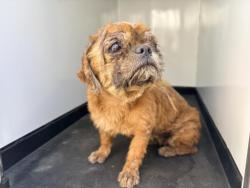 Shelter Stray Female Dog last seen Near BLOCK N SCHOOL ST, PIXLEY, CA, Visalia, CA 93292, USA