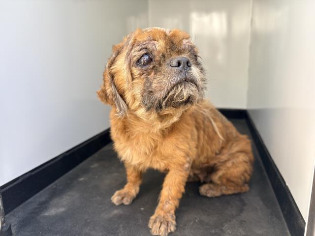 Shelter Stray Female Dog last seen Near BLOCK N SCHOOL ST, PIXLEY, CA, Visalia, CA 93292, USA