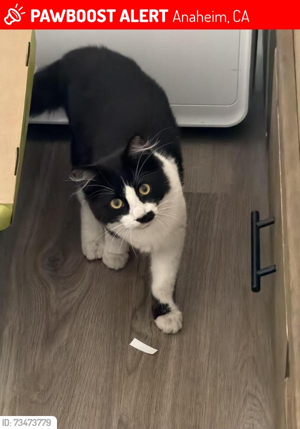 Lost Male Cat last seen Broadway & agate, Anaheim, CA 92804