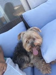 Reunited Male Dog last seen Cliente and cactus, Adelanto, CA 92301