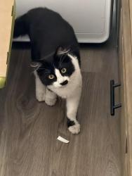 Lost Male Cat last seen Broadway & agate, Anaheim, CA 92804