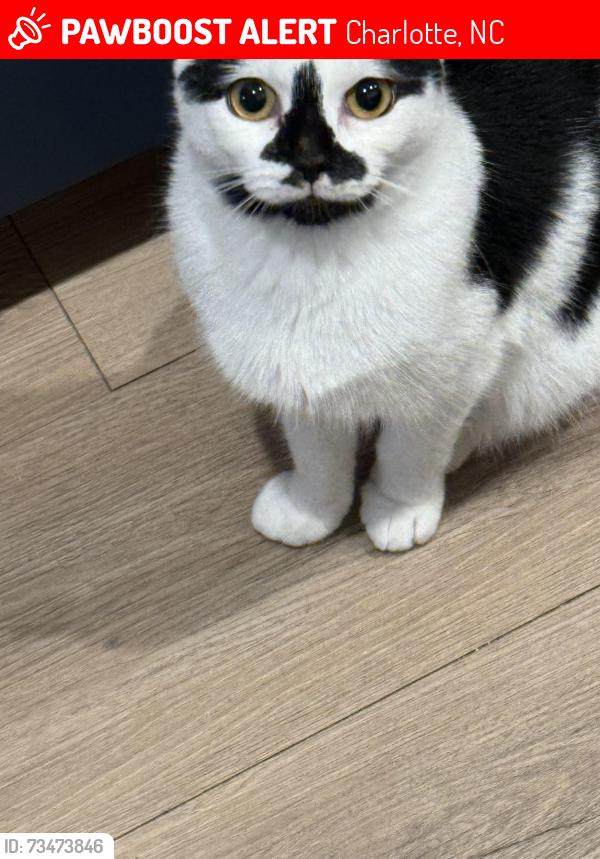 Lost Male Cat last seen NoDa Collective, Charlotte, NC 28205