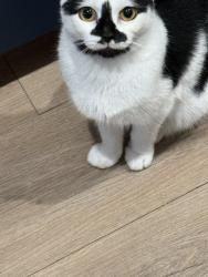 Lost Male Cat last seen NoDa Collective, Charlotte, NC 28205