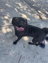 Found/Stray Female Dog last seen Near visalia dr, Dallas, TX 75228