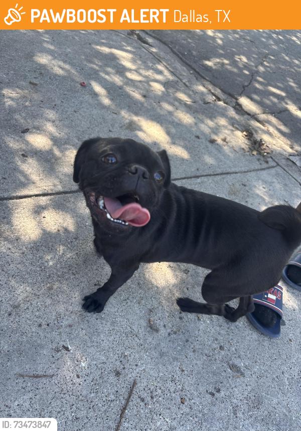 Found/Stray Female Dog last seen Near visalia dr, Dallas, TX 75228
