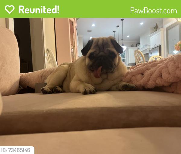 Reunited Male Dog last seen Near park place blvd street and light pole, Rockwall, TX 75087