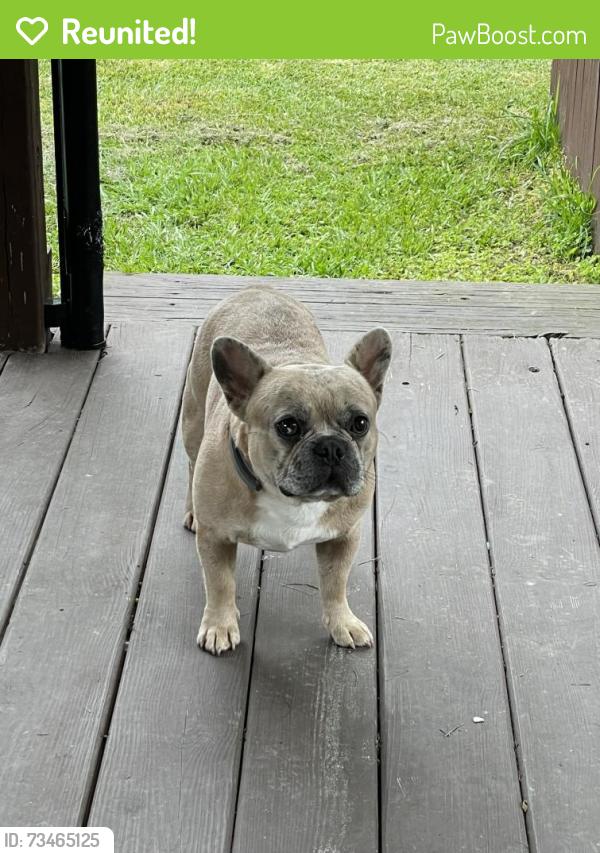 Reunited Male Dog last seen Walraven Drive, Huffman, TX 77336