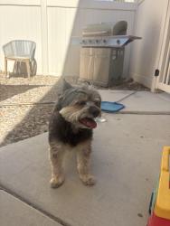 Found/Stray Male Dog last seen Washburn and pecos, North Las Vegas, NV 89081
