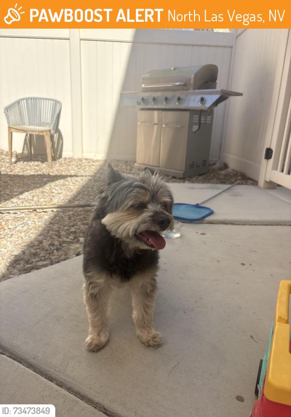 Found/Stray Male Dog last seen Washburn and pecos, North Las Vegas, NV 89081