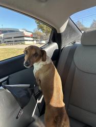 Found/Stray Male Dog last seen Parkhill Ave, Saginaw, TX 76179