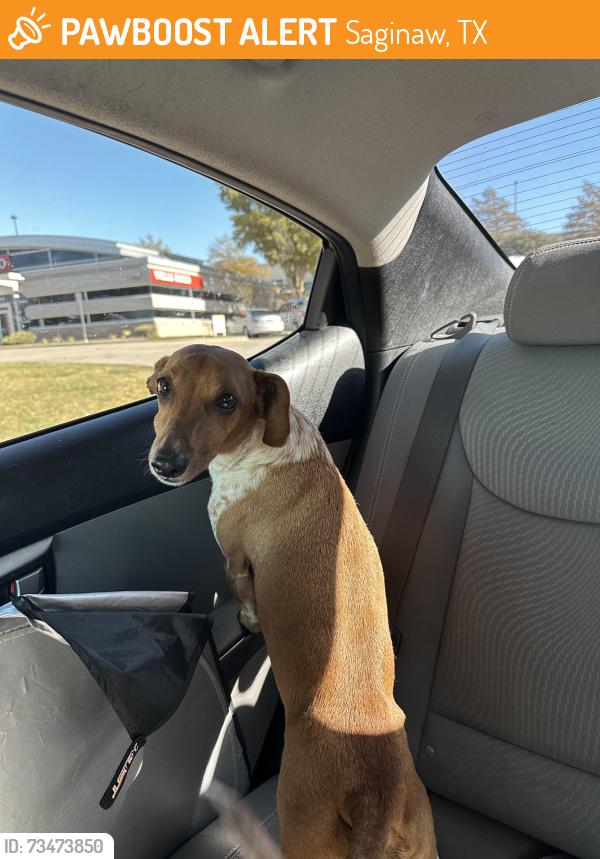 Found/Stray Male Dog last seen Parkhill Ave, Saginaw, TX 76179