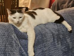 Reunited Female Cat last seen The last I saw her in the hse was Sunday, she is an indoor cat and has never gotten out before, Fish Hawk, FL 33547