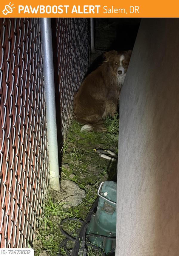 Found/Stray Unknown Dog last seen it was near the white hses, Salem, OR 97305