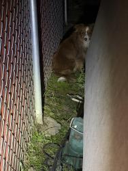 Found/Stray Unknown Dog last seen it was near the white hses, Salem, OR 97305