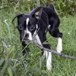 Shelter Stray Male Dog last seen Lisa Lane, Middleton, City of, WI, 5132 Voges Rd, Madison, WI 53718, USA