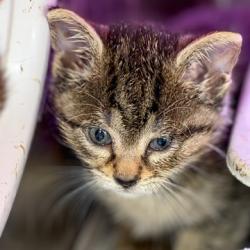 Shelter Stray Male Cat last seen Glenway Rd, Brooklyn, WI, Brooklyn, Village of, WI, 5132 Voges Rd, Madison, WI 53718, USA